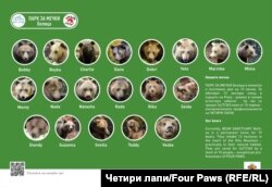 В момента в Парка за мечки в Белица живеят общо 19 животни, от които 13 в миналото са принуждавани да "танцуват"