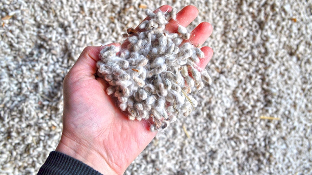 'Swamp Of Poverty': Uzbek Cotton Farmers Refusing To Work With 'Cluster' Monopoly - Vimarsana News