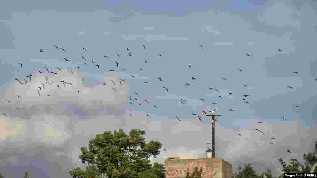 Птицы кружат над куполом и словно &laquo;позируют&raquo; для одной из картин
