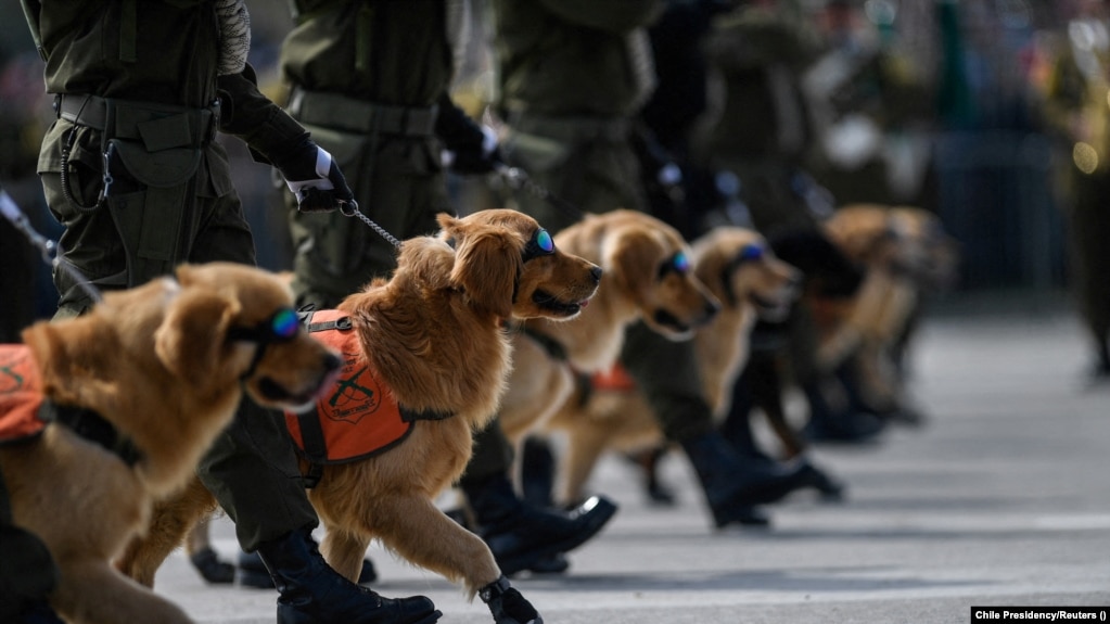 Чилийские военные полицейские и их служебные собаки на параде. Сантьяго, 2022 год