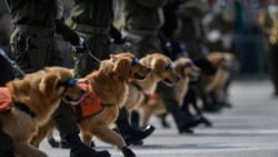 Чилийские военные полицейские и их служебные собаки на параде. Сантьяго, 2022 год
