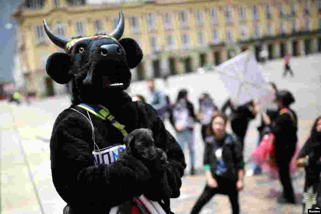 Aktivista za prava životinja drži štene na demonstracijama tražeći odobrenje zakona koji zabranjuje borbe bikova, borbe pijetlova i događaje na kojima se životinje zlostavljaju, u Bogoti, Kolumbija, 5. oktobar.