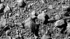 Апошняе фота паверхні астэроіда Дыморфа, зробленае зондам DART за імгненьне да сутыкненьня. Фота апублікавана 26 верасня 2022