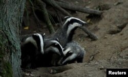 Uprkos pozitivnim nalazima, divlje životinje i dalje se gube rekordnom brzinom širom planete.