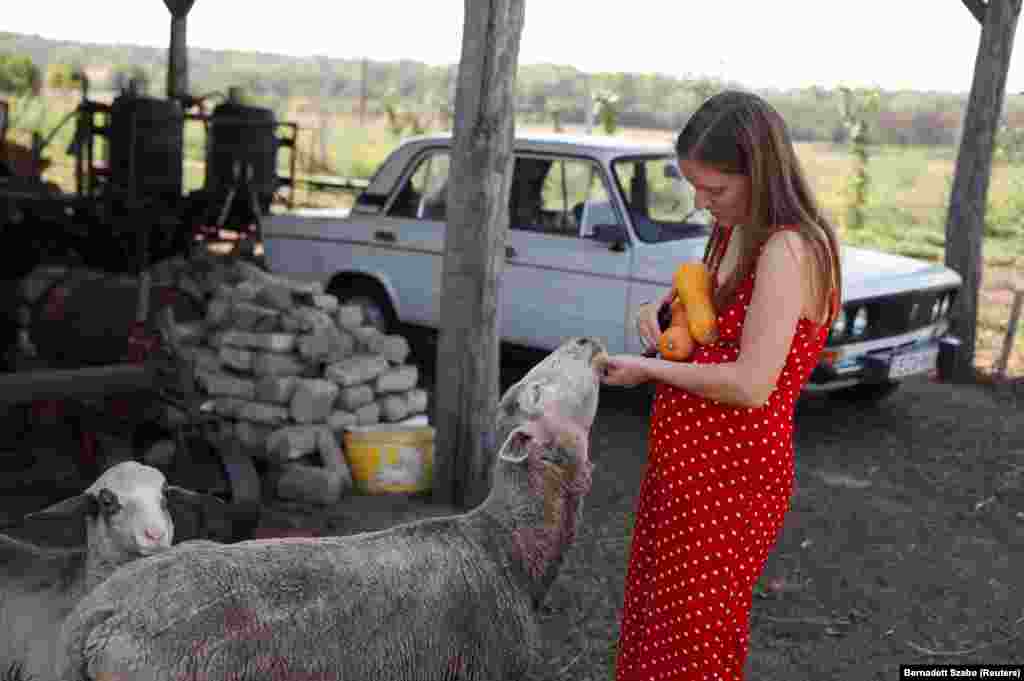 Семья Погани-Баго разводит овец и выращивает тыкву на продажу. Они планируют прожить в юрте несколько лет, откладывая деньги на переделку своего старого фермерского дома&nbsp;