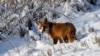 В Архангельске ликвидировали НКО, спасавшую диких зверей