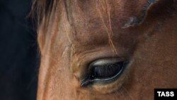 Зоозащитники уже несколько лет призывают задуматься об этичности верховой езды