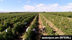 Armenia - A vineyard in Armavir province, October 10, 2022.