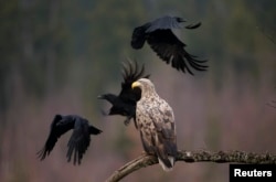 Postoji 12.500 parova orlova bjelorepana koji lete nad većim dijelom Evrope.