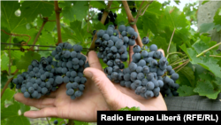 Procedura de licențiere pe care vrea să o introducă partea ucraineană ține de mai multe categorii de produse: struguri și produse rezultate din prelucrarea strugurilor – vinuri sau distilate, inclusiv băuturi spirtoase din struguri.