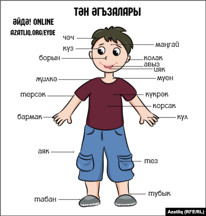 Части тела и названия внутренних органов на татарском