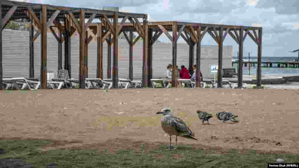 Молодежь сидит на шезлонгах под пляжным навесом, а чайка и голуби прогуливаются по песку
