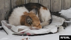 Câine vagabond la Chișinău