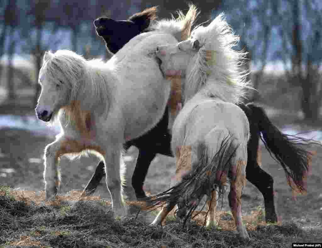 Iceland horses play in their paddock in Obernhain, near Frankfurt, Germany. (AP/Michael Probst)