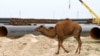 Верблюд проходит вдоль участка нефтепровода "Атырау-Самара". 