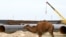 Верблюд идет мимо строящегося нефтепровода Атырау - Самара.