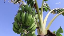 په هلمند کې د کېلې لومړني حاصلات