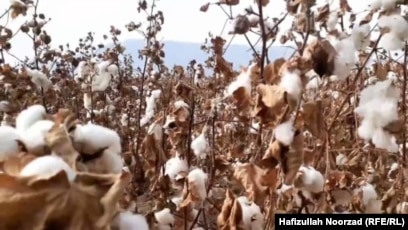 Сексуалды гитарист Қара және азиялық әйелдер жалаңаш