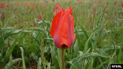 Онлайн лесбиянка порно видео