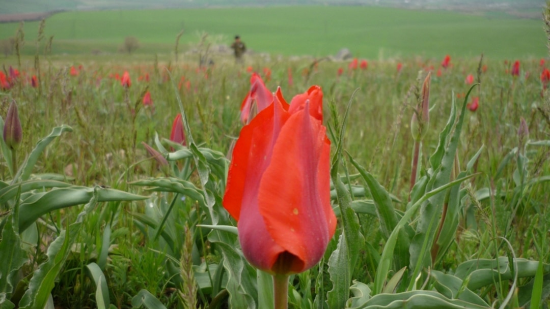 Жүктілік кезіндегі жыныстық позициялар Мұсылмандық порно