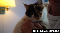 Кішка Софія Петрівна здолала з господарями три тисячі кілометрів