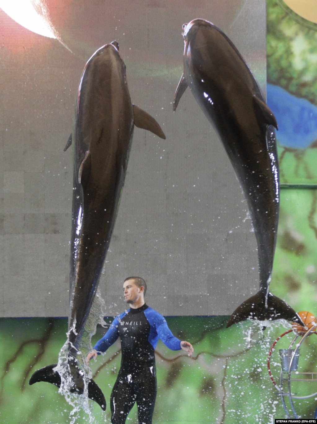 Punëtorët në pishinë delfinësh (të njohur si Delfinariumi Nemo i Odesa) luajnë me delfinët ndërsa bëjnë përgatitjet për t'u rihapur për vizitorët për herë të parë që nga fillimi i luftës në Ukrainë.