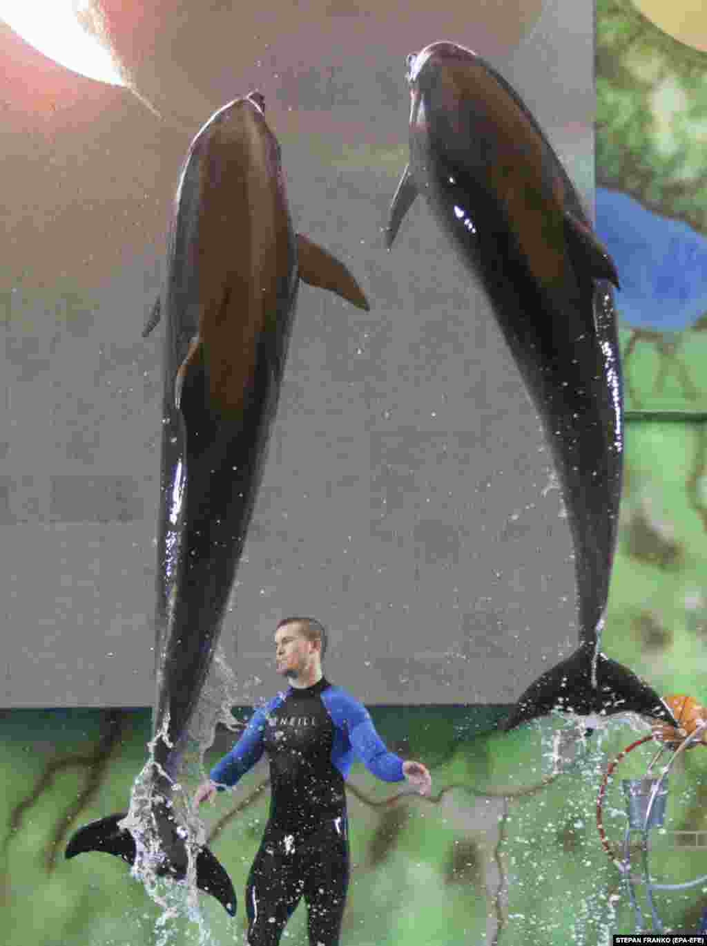Workers at Odesa's Nemo dolphinarium play with dolphins as they make preparations to reopen the facility for visitors for the first time since the start of the war in Ukraine. 