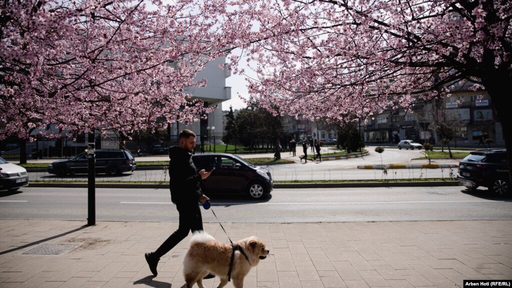 Një burrë duke shëtitur qenin ndërsa shihen pemë të lulëzuara. 