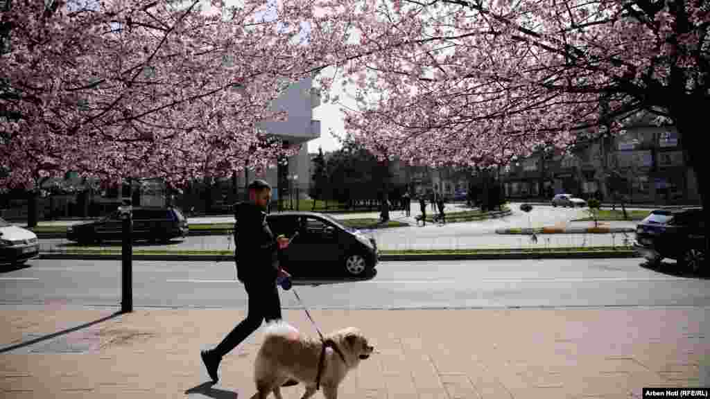 Čovek šeta psa među procvetalim stablima.