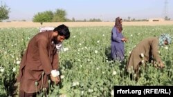  تصویر آرشیف: یکی از کشتزار های کوکنار در جنوب افغانستان 