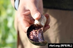 A farmer in Kandahar shows fresh raw opium he has collected from poppy buds.
