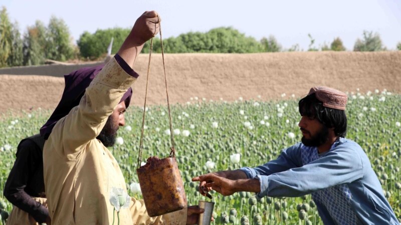 ООН: при талибах посевы опийного мака в Афганистане увеличились на треть