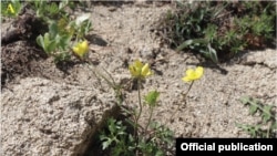  Новый вид растений Ranunculus, обнаруженный в Байсуне в Узбекистане.