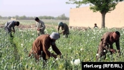 تصویر آرشیف: یکی از کشتزار های کوکنار در جنوب افغانستان 