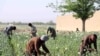 سازمان ملل: منع کشت کوکنار بدون ارائه کمک بدیل سبب تشدید فقر در افغانستان شده است