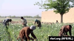 پروژه های مبارزه با مواد مخدر که از سوی ایالات متحده تمویل گردیده تلاش داشته است تا بجای کوکنار دهقانان بتوانند کشت های بدیل را جستجو کنند