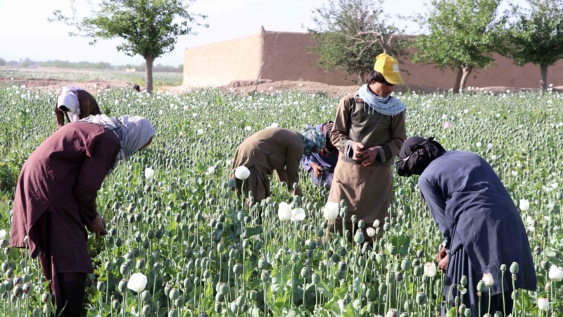 تغییرات اقلیمی و منع کشت کوکنار دهقانان افغان را به کمک عاجل نیازمند ساخته است
