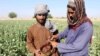 تصویر آرشیف: برداشت حاصلات کوکنار در یکی از مزارع جنوب افغانستان 