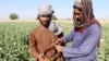 تصویر آرشیف: برداشت حاصلات کوکنار در یکی از مزارع جنوب افغانستان 
