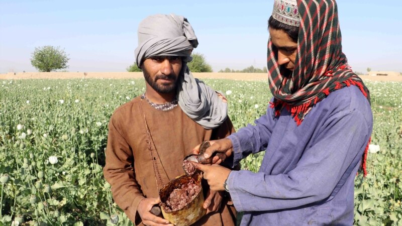 طالبان استفاده از مواد مخدر و تولید مواد نشئه آور را منع اعلان کردند