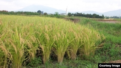 Polja riže - Slika Jatiluwih Green Land, Tabanan