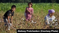 Children picking cotton in Uzbekistan, a practice that has mostly ended partly due to Ikramov's work