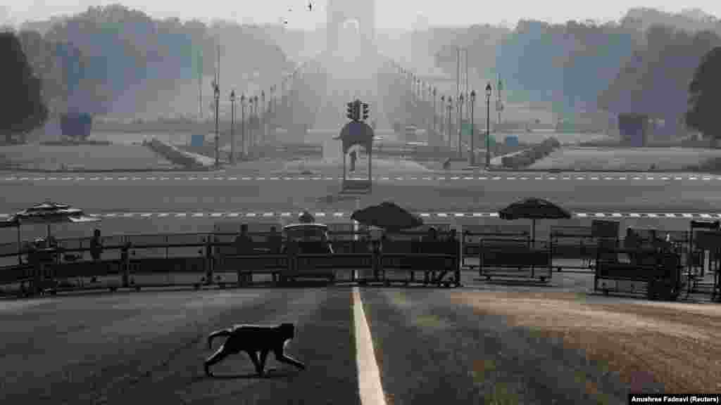 Нью-Дели көшесінде жүрген маймыл. Үндістан, 22 наурыз 2020 жыл.