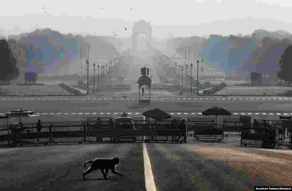 A monkey dashes across empty streets in New Delhi on March 22. &nbsp; &nbsp;