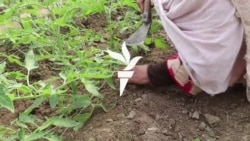 نوې کرنیزه طریقه: مسرت بي بي سبزیانې کري او پیسې ګټي