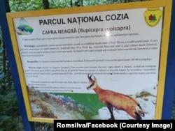 Capra neagră a fost vânata și de liderii Partidului Comunist, în perioada Cortinei de Fier.