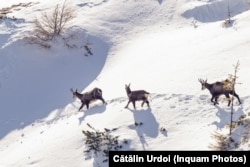 Capre negre pe creasta muntelui Ceahlau, langa orasul Piatra Neamt din nord-estul Romaniei.