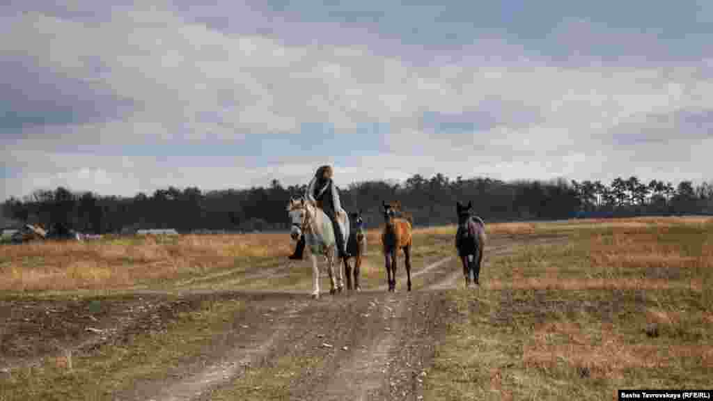 По дороге в Таш-Джарган можно повстречать лошадей