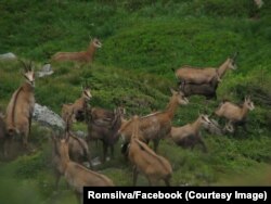 Caprele negre se găsesc în special în munții Bucegi, Retezat și Făgăraș.