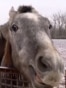 Prize Horses Face Growing Dangers Near Ukrainian Front Line